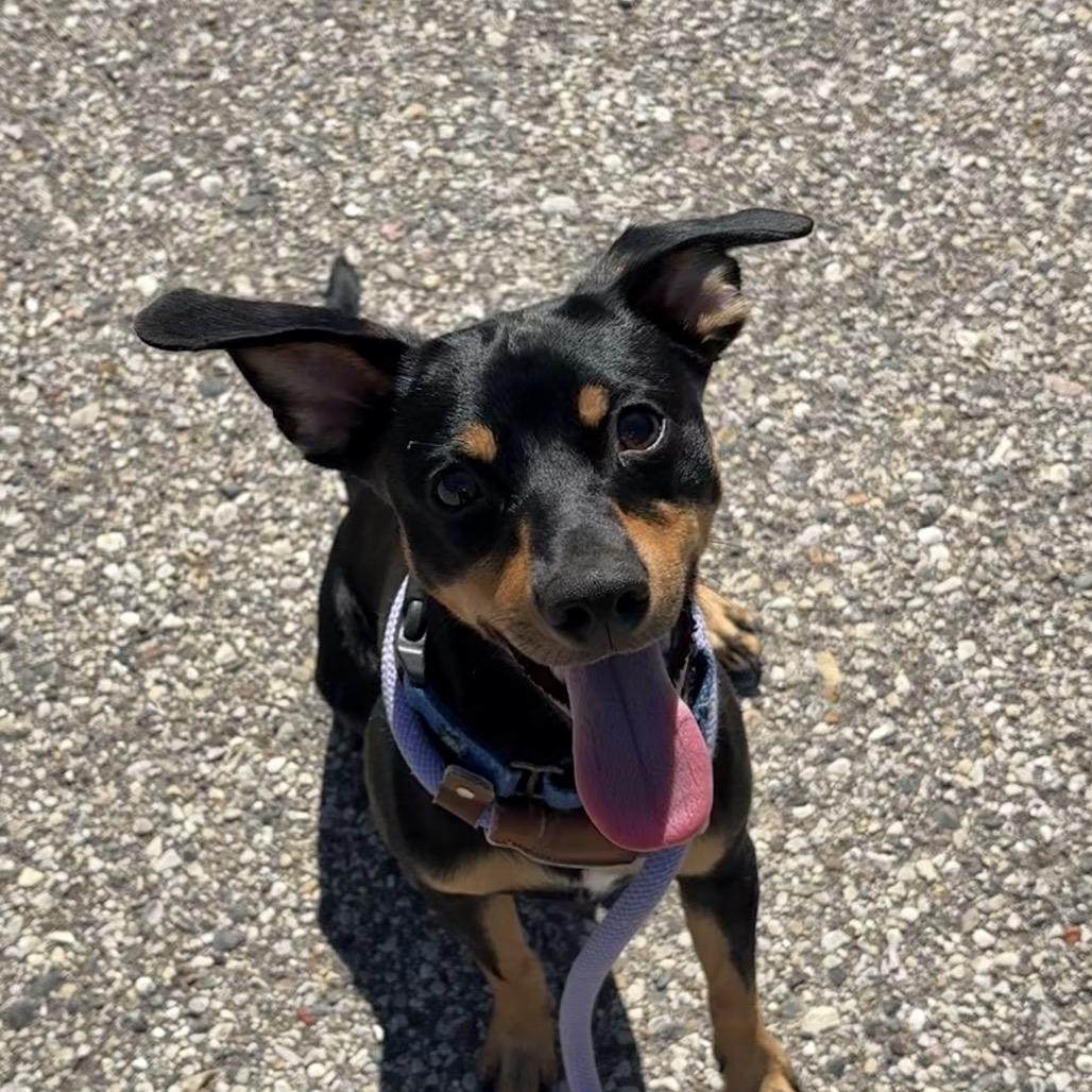 Muchacho, a Adoptable Mixed Breed in West Olive, MI image 6/6