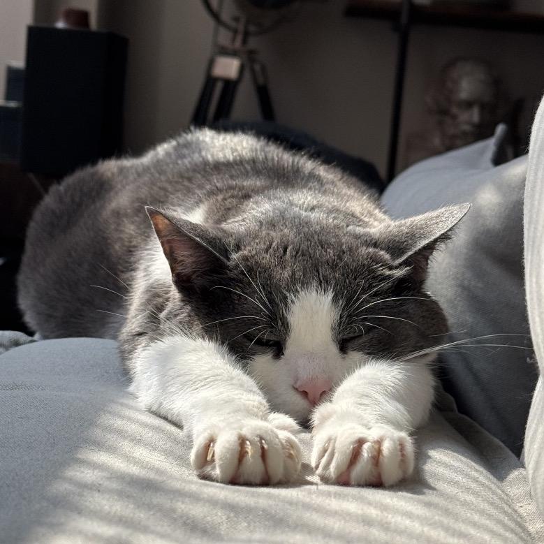 Enlarge Honduras, a Adoptable Domestic Short Hair in Chicago, IL image 2/6