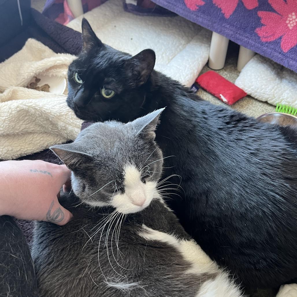 Honduras, Adoptable, Senior Male Domestic Short Hair.