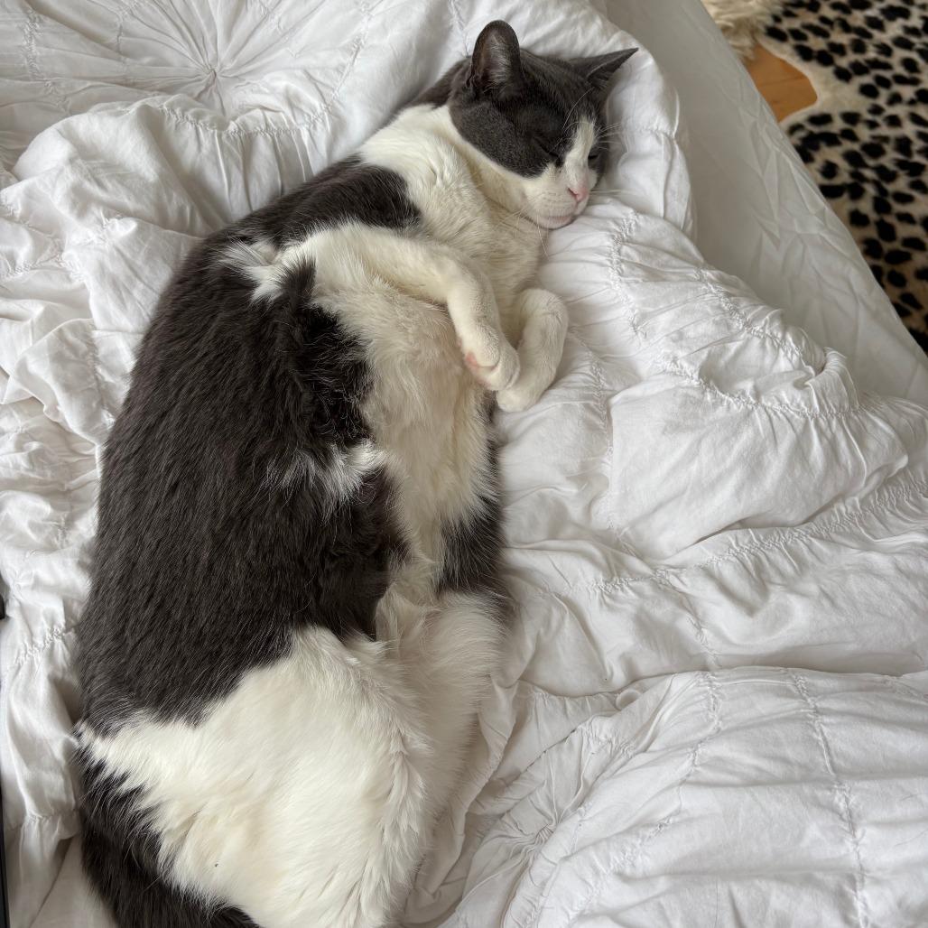 Honduras, a Adoptable Domestic Short Hair in Chicago, IL image 2/6