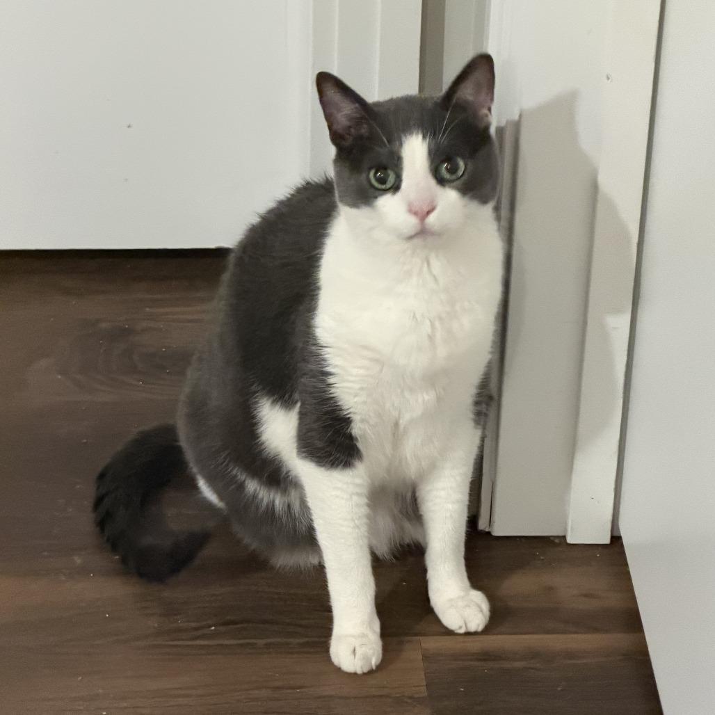 Enlarge Honduras, a Adoptable Domestic Short Hair in Chicago, IL image 3/6