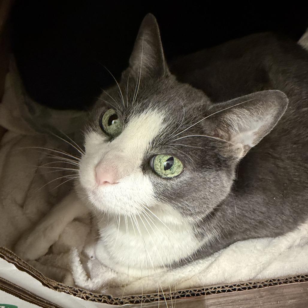 Enlarge Honduras, a Adoptable Domestic Short Hair in Chicago, IL image 4/6