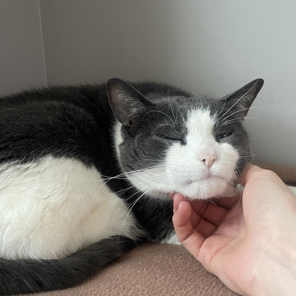 Enlarge Honduras, a Adoptable Domestic Short Hair in Chicago, IL image 5/6