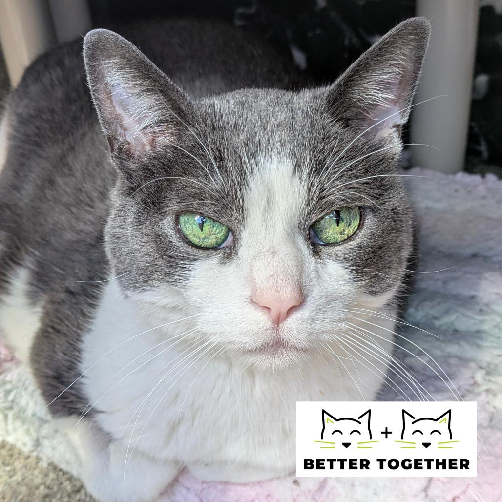 Honduras, a Adoptable Domestic Short Hair in Chicago, IL image 4/6