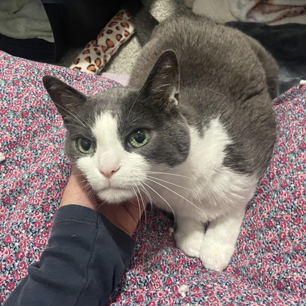 Honduras, a Adoptable Domestic Short Hair in Chicago, IL image 5/6