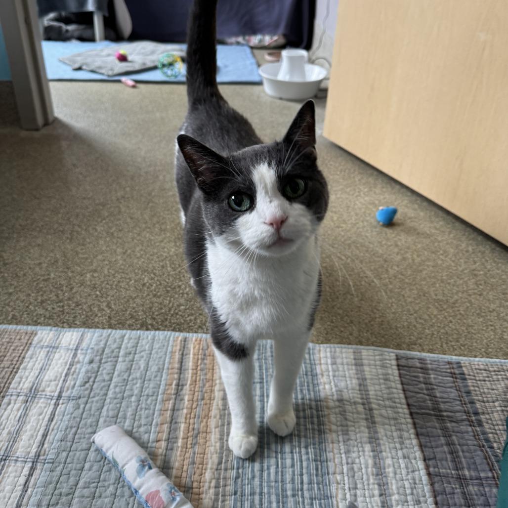 Honduras, a Adoptable Domestic Short Hair in Chicago, IL image 6/6