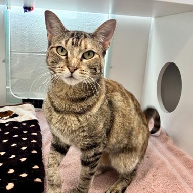 Enlarge Miranda, a Adoptable Domestic Short Hair in Downers Grove, IL image 1/3