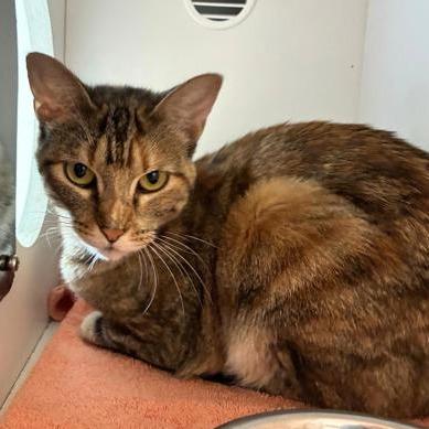 Enlarge Miranda, a Adoptable Domestic Short Hair in Downers Grove, IL image 2/3