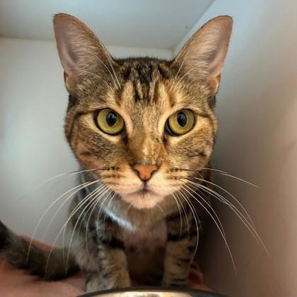 Enlarge Miranda, a Adoptable Domestic Short Hair in Downers Grove, IL image 3/3