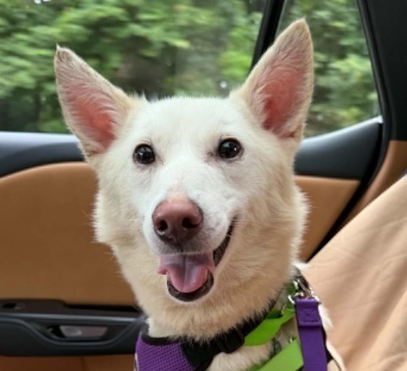Barny, adoptable, Young Male Spitz & Samoyed.