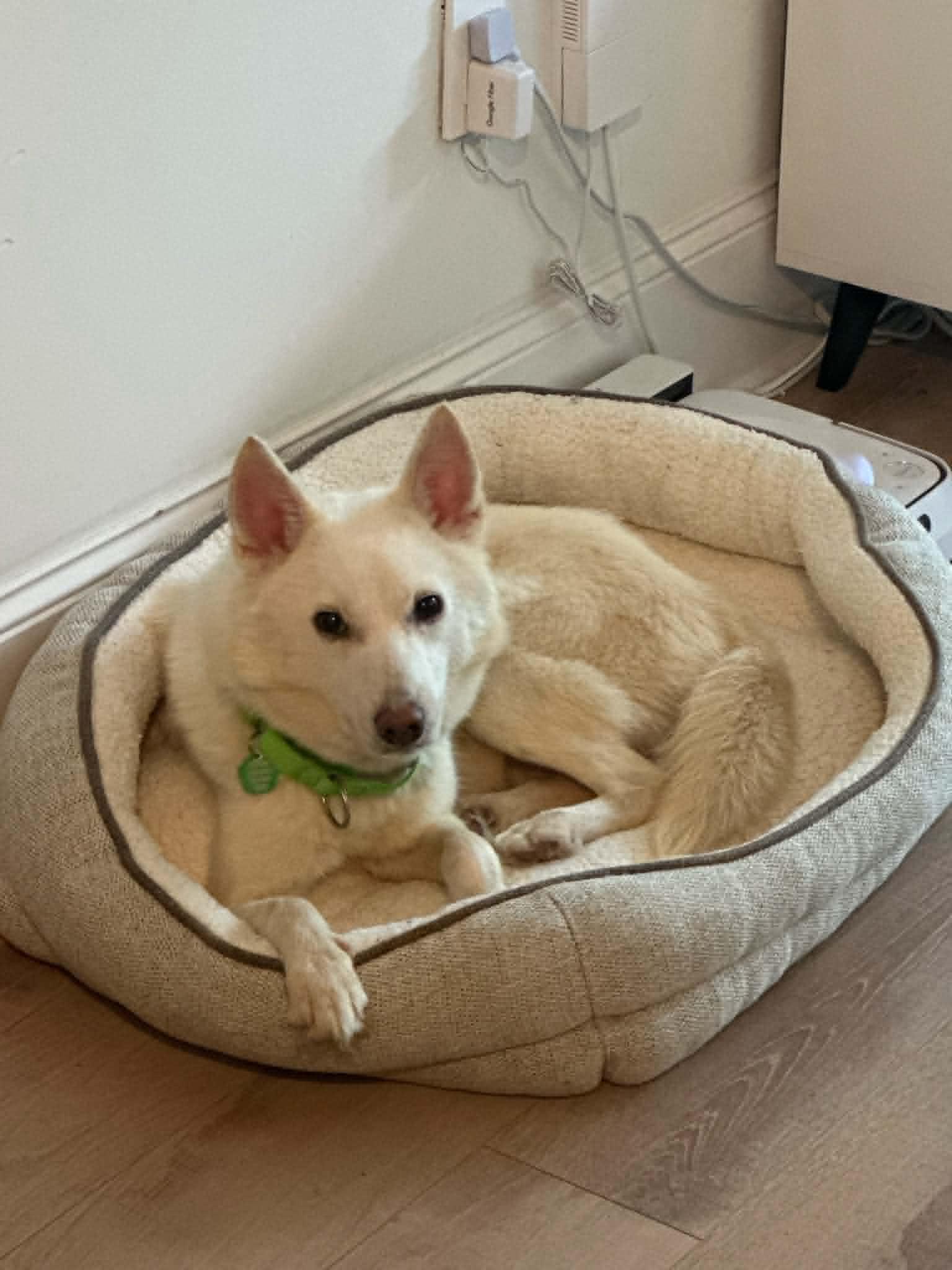 Barny, an adopted mixed breed in Cumming, GA image 2/2