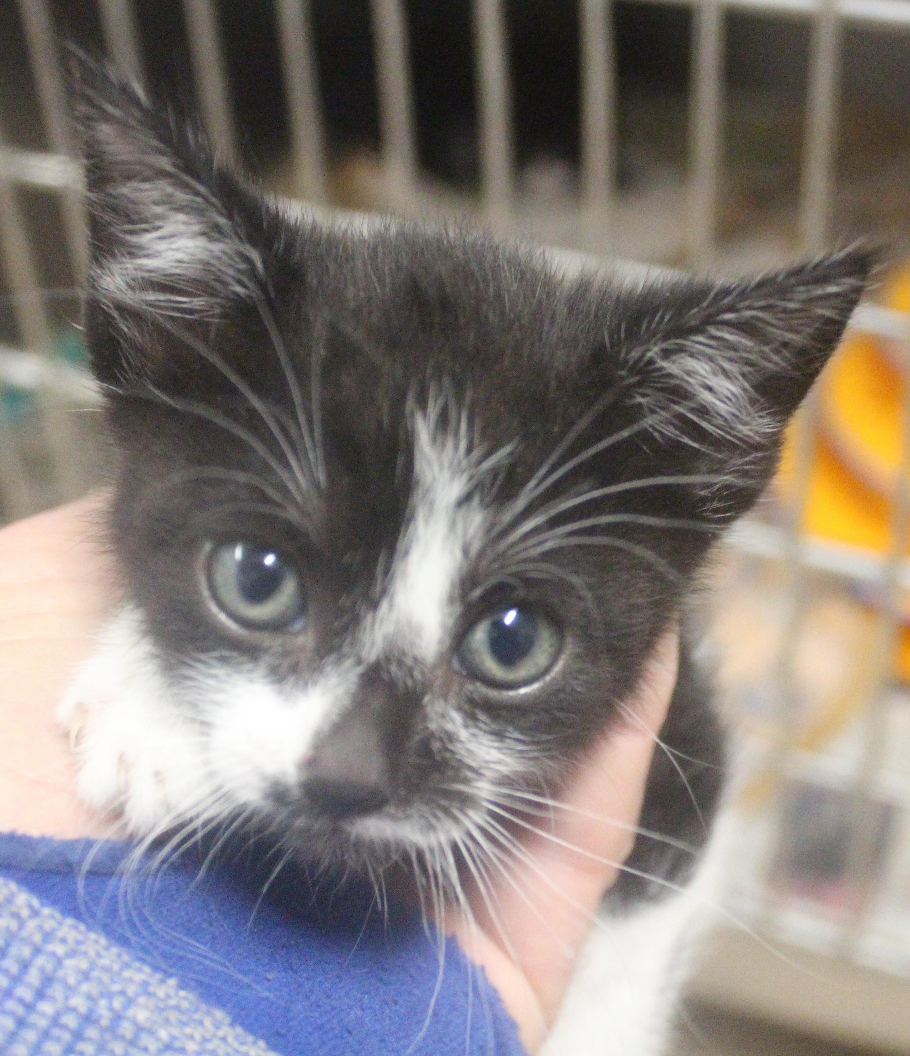 River, ADOPTABLE, Young Female American Shorthair.