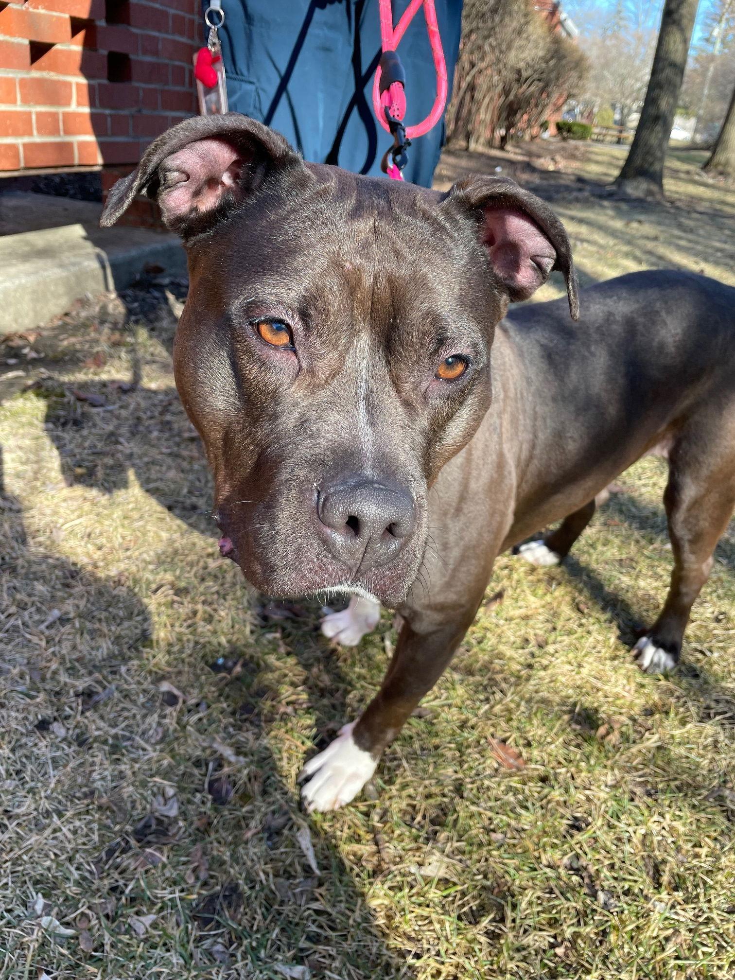 Enlarge Max, a Adoptable Pit Bull Terrier in Island Lake, IL image 1/3