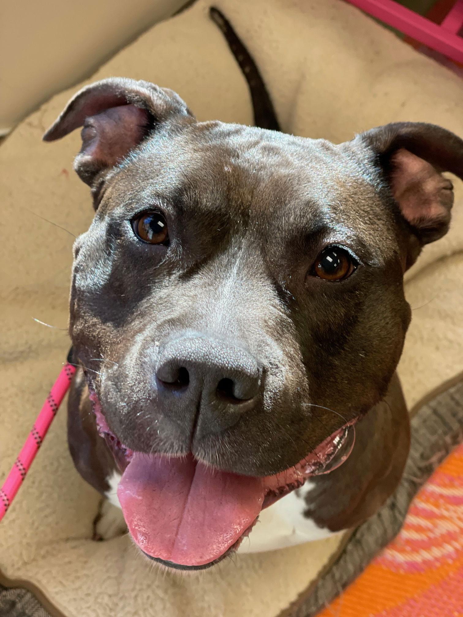Max, Adoptable, Adult Female Pit Bull Terrier.