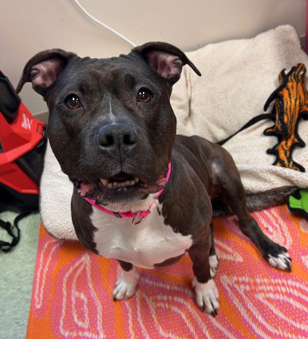 Enlarge Max, a Adoptable Pit Bull Terrier in Island Lake, IL image 3/3