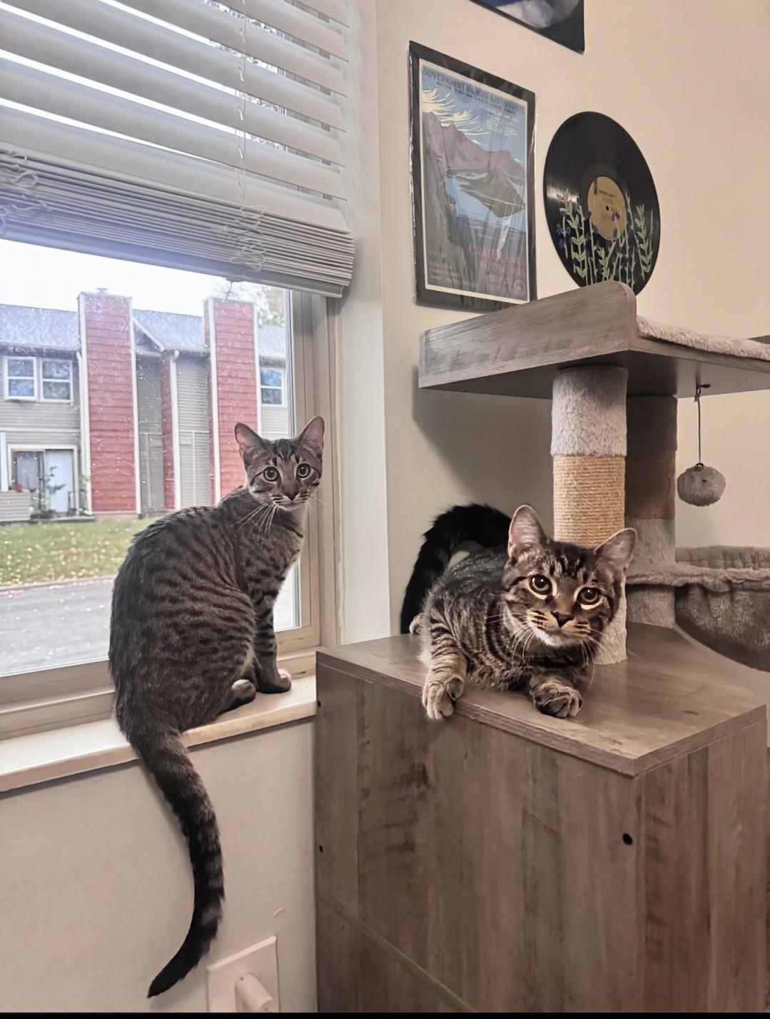 Enlarge Jasper, a Adoptable Tabby in Knoxville, TN image 5/6