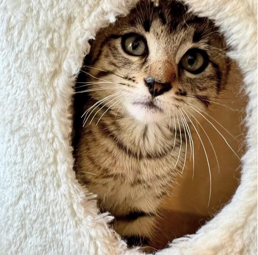 Jasper, Adoptable, Young Male Tabby.