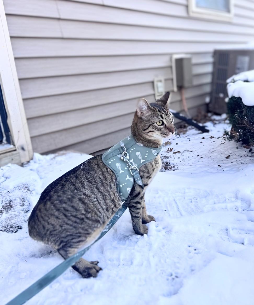 Enlarge Jasper & MIchael, a Adoptable Tabby in Knoxville, TN image 5/6