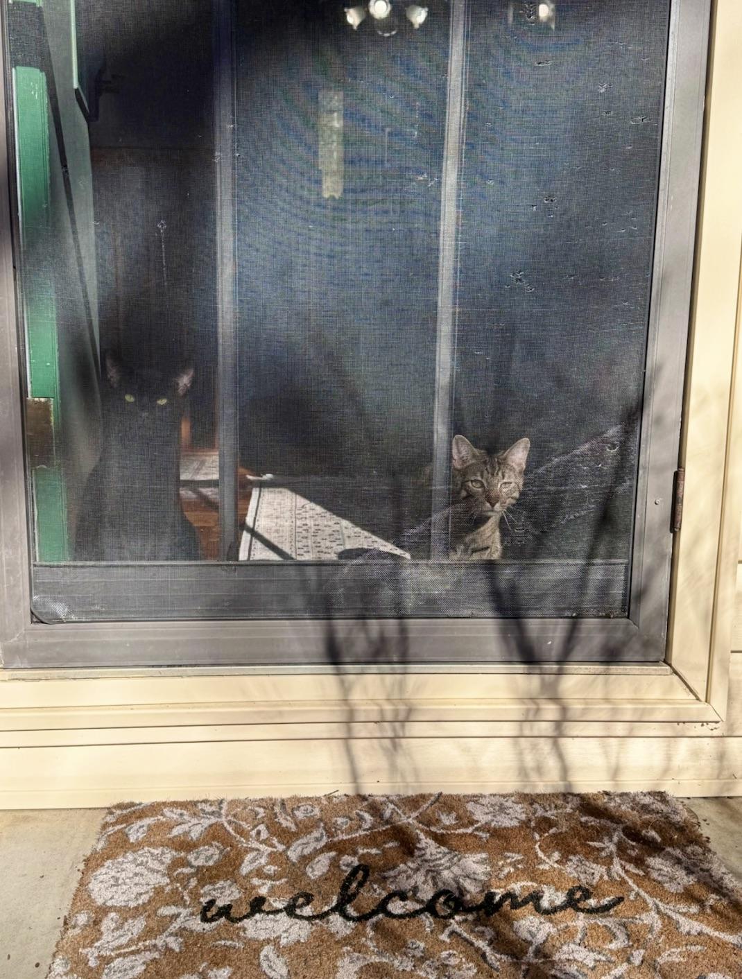 Enlarge Jasper & MIchael, an adoption pending Tabby in Knoxville, TN image 5/6