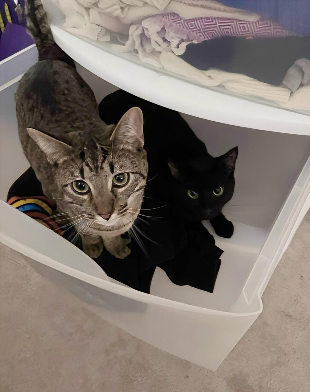 Enlarge Jasper & MIchael, an adoption pending Tabby in Knoxville, TN image 4/6