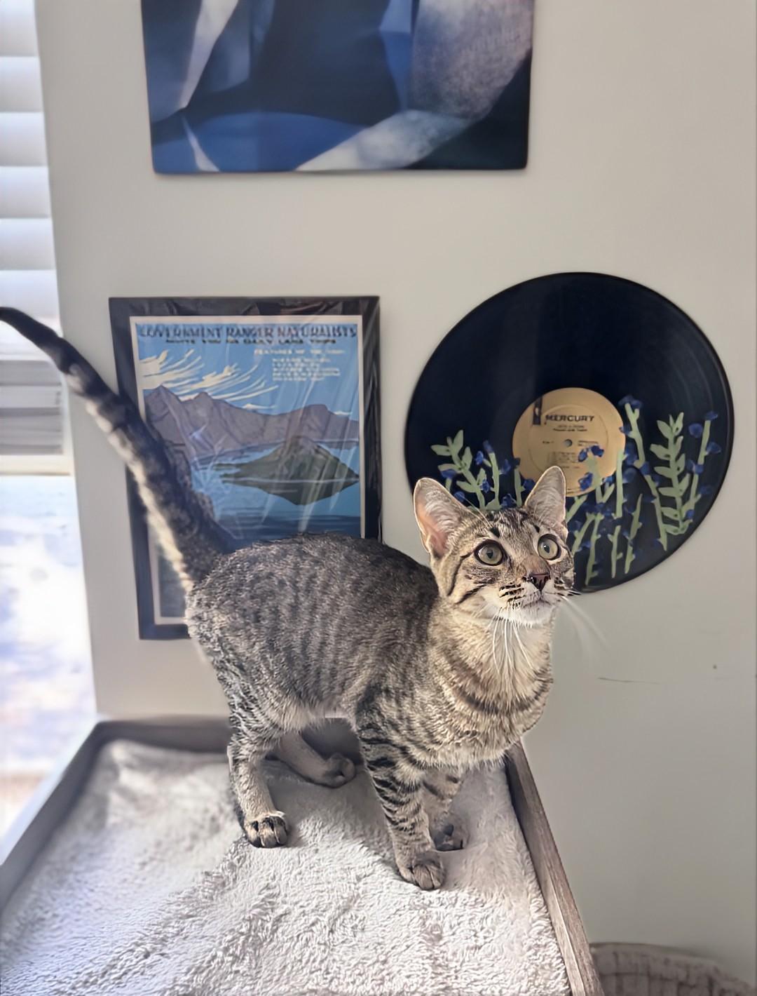 Enlarge Jasper, a Adoptable Tabby in Knoxville, TN image 2/6