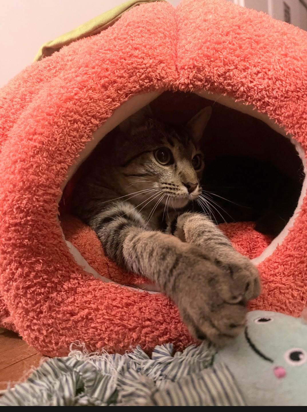 Enlarge Jasper & MIchael, a Adoptable Tabby in Knoxville, TN image 2/6