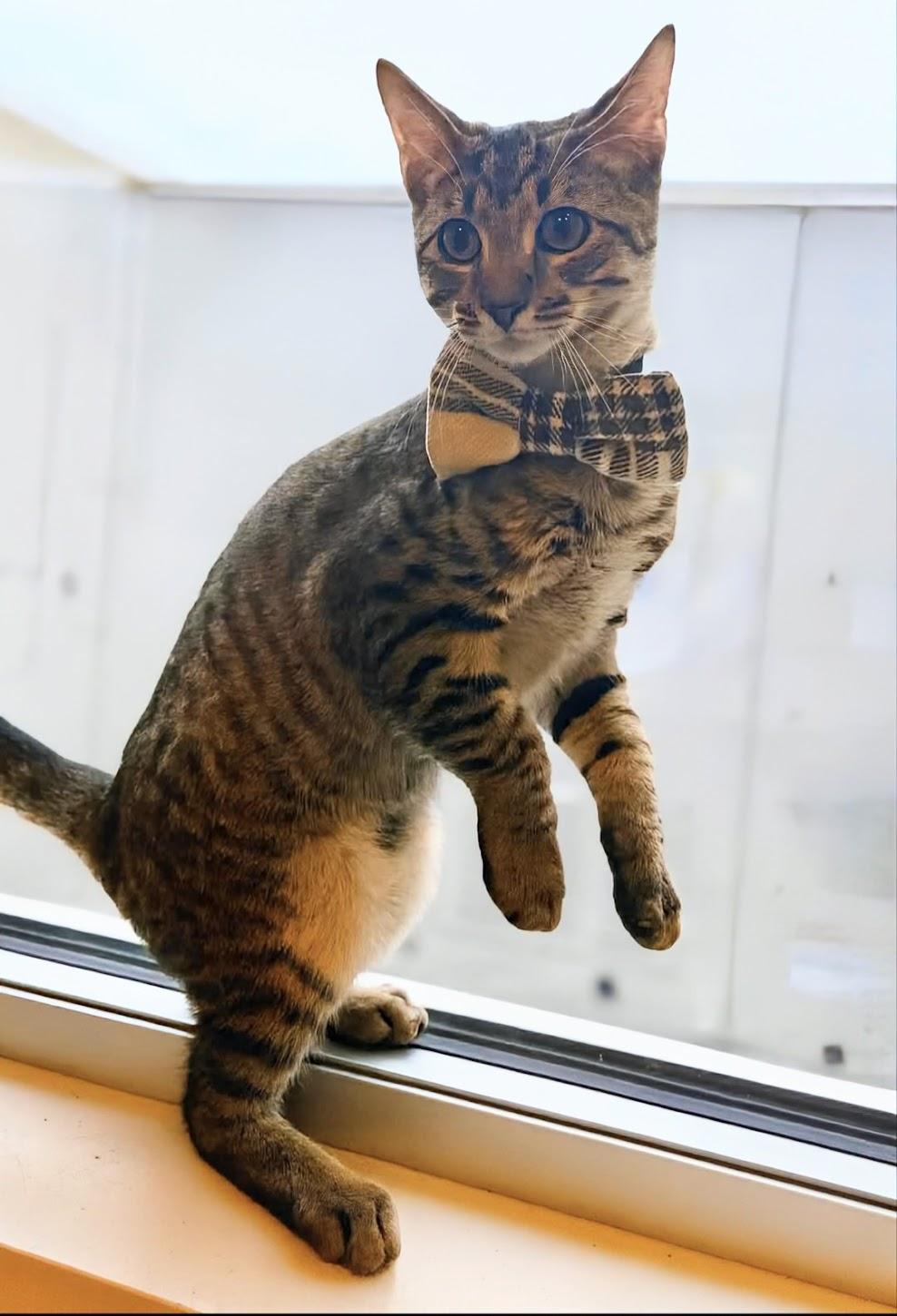 Enlarge Jasper, a Adoptable Tabby in Knoxville, TN image 6/6