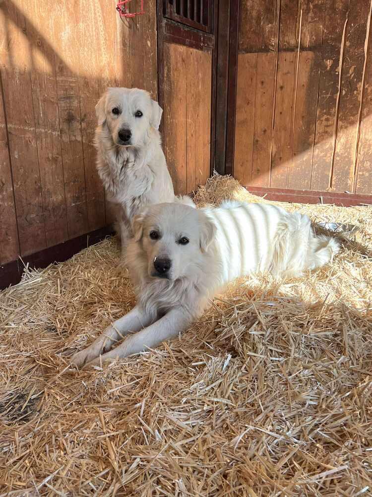 Enlarge April, a Adopted mixed breed in Cortez, CO image 5/6