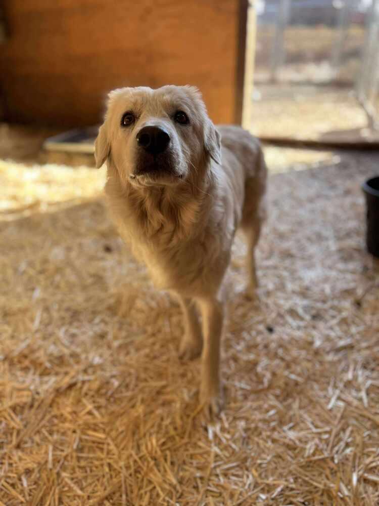 Enlarge April, a Adopted mixed breed in Cortez, CO image 6/6