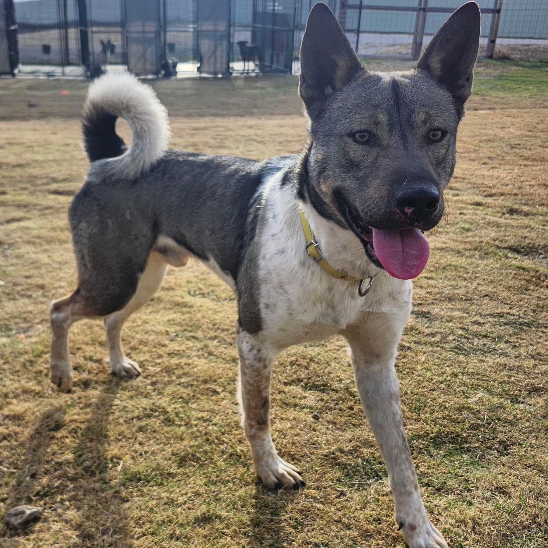 Enlarge LOKI, a Adoptable mixed breed in Weatherford, TX image 1/6