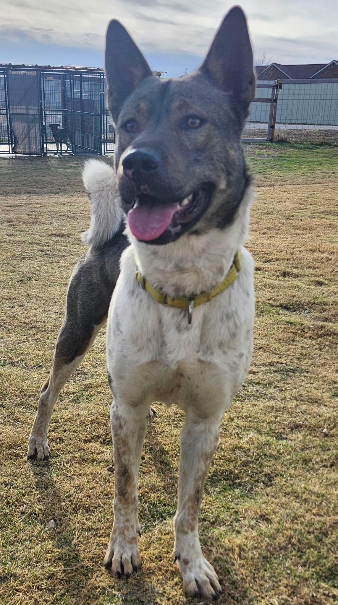 Enlarge LOKI, a Adoptable mixed breed in Weatherford, TX image 3/6