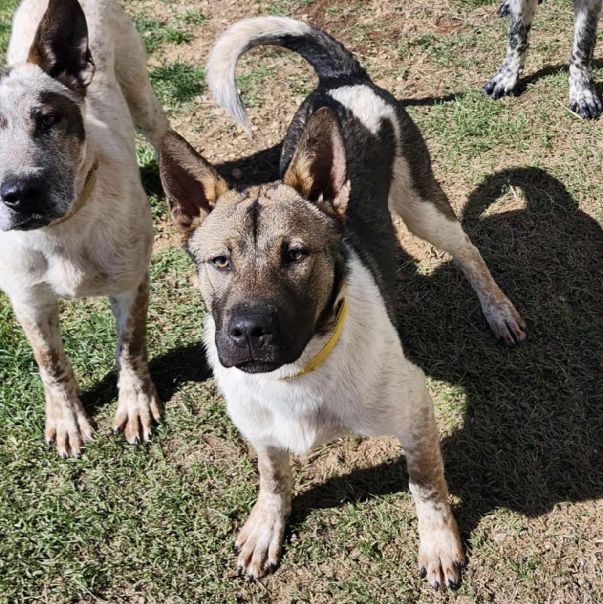 LOKI, a Adoptable mixed breed in Weatherford, TX image 3/4