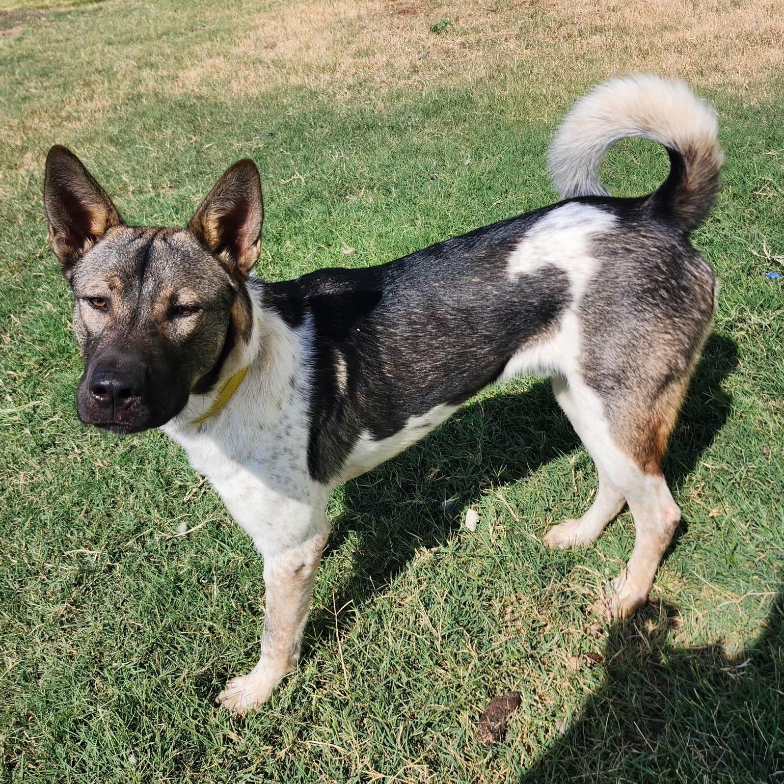LOKI, Adoptable, Young Male Akita & Australian Cattle Dog / Blue Heeler.