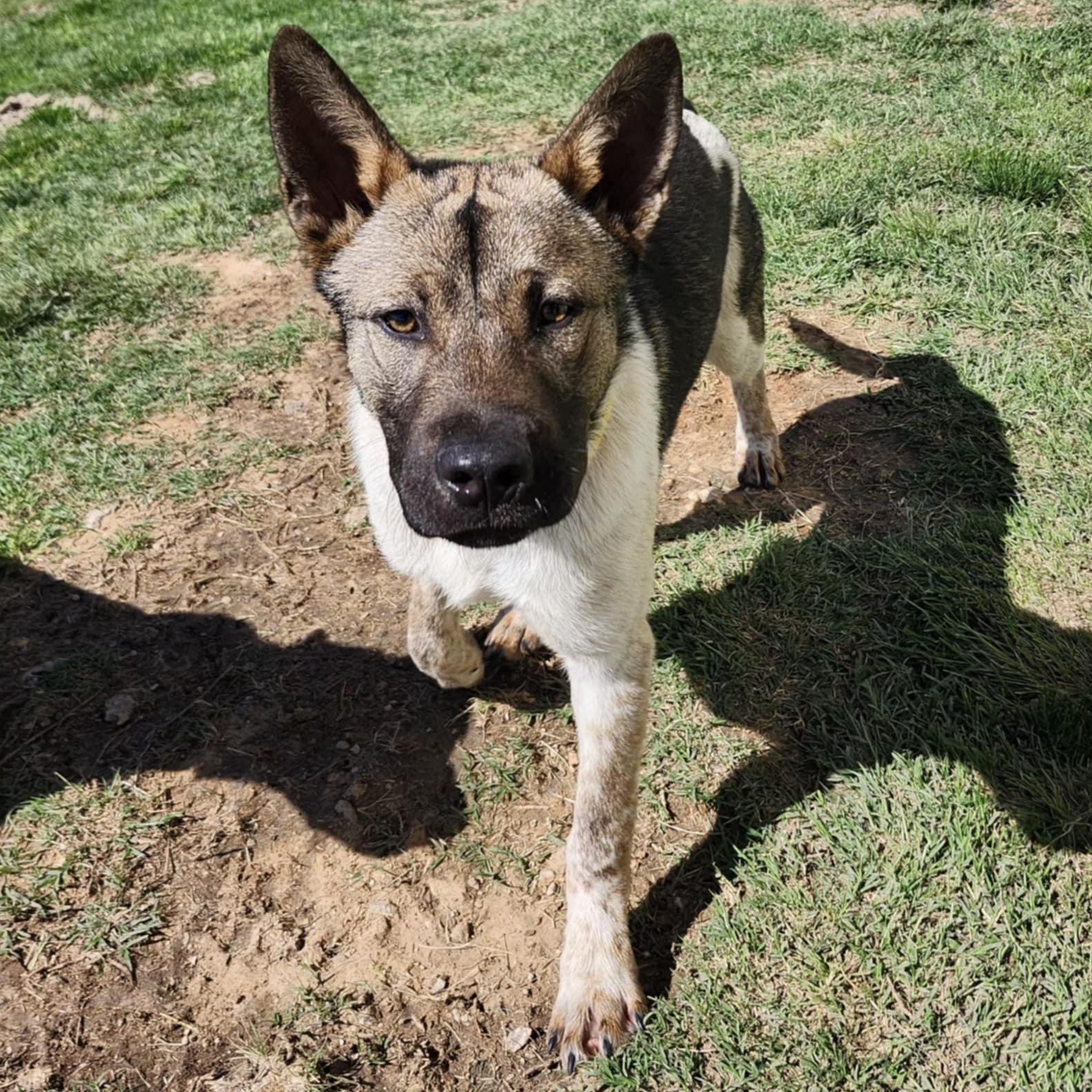 LOKI, a Adoptable mixed breed in Weatherford, TX image 4/4