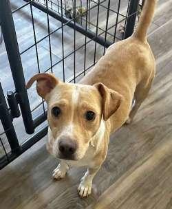 Enlarge Emily, a Adoptable mixed breed in Sudbury, MA image 1/1