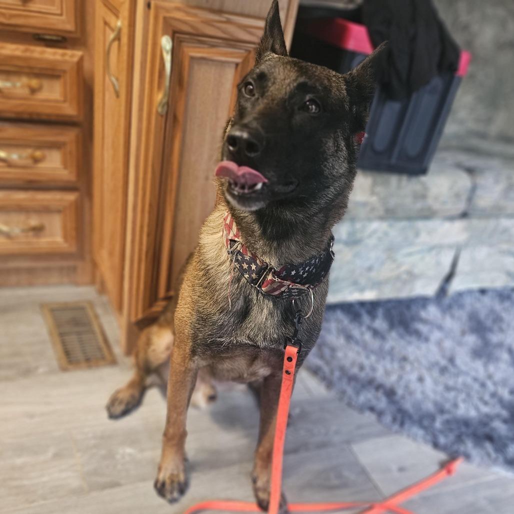 Enlarge Cadence D12409, a Adoptable Belgian Shepherd / Malinois in Blaine, MN image 1/3