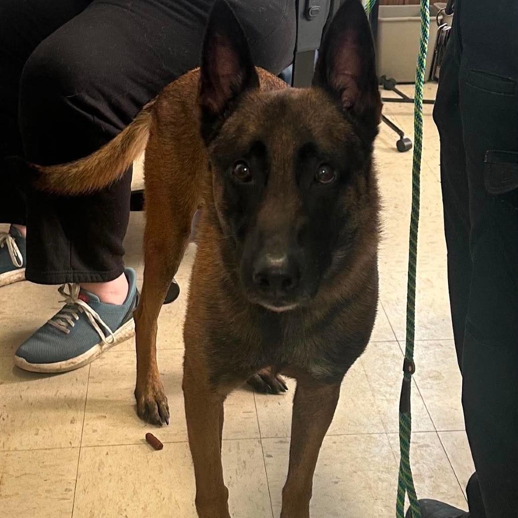 Enlarge Cadence D12409, a Adoptable Belgian Shepherd / Malinois in Blaine, MN image 2/3