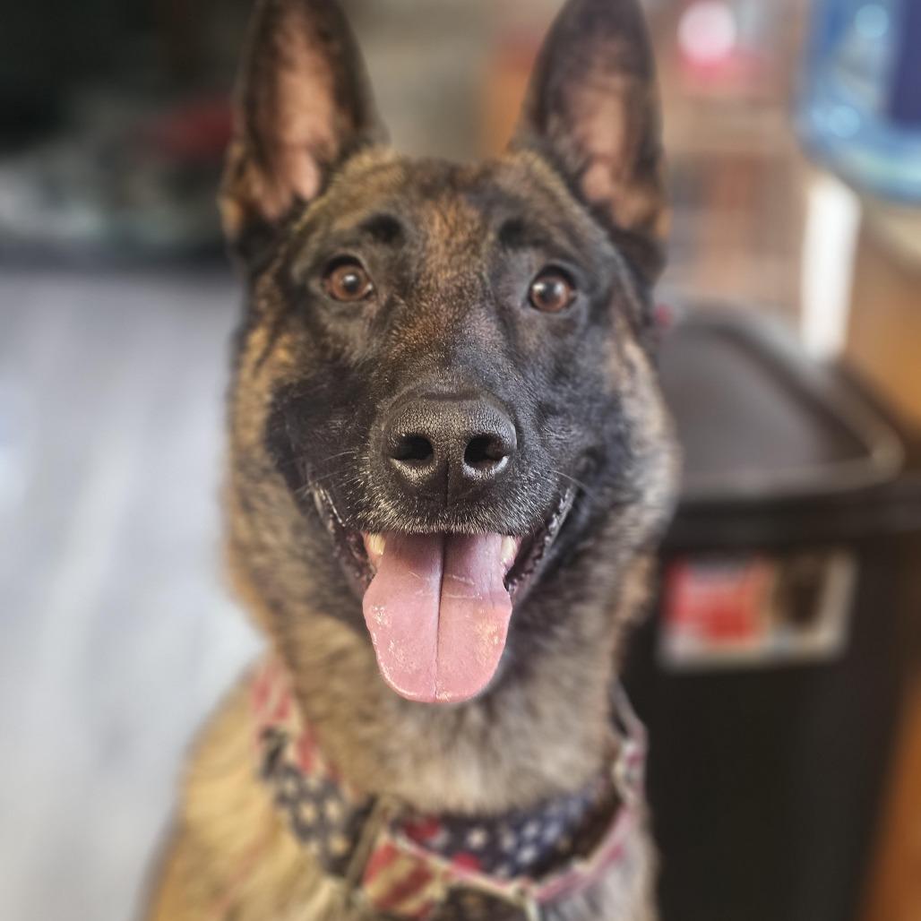 Enlarge Cadence D12409, a Adoptable Belgian Shepherd / Malinois in Blaine, MN image 3/3