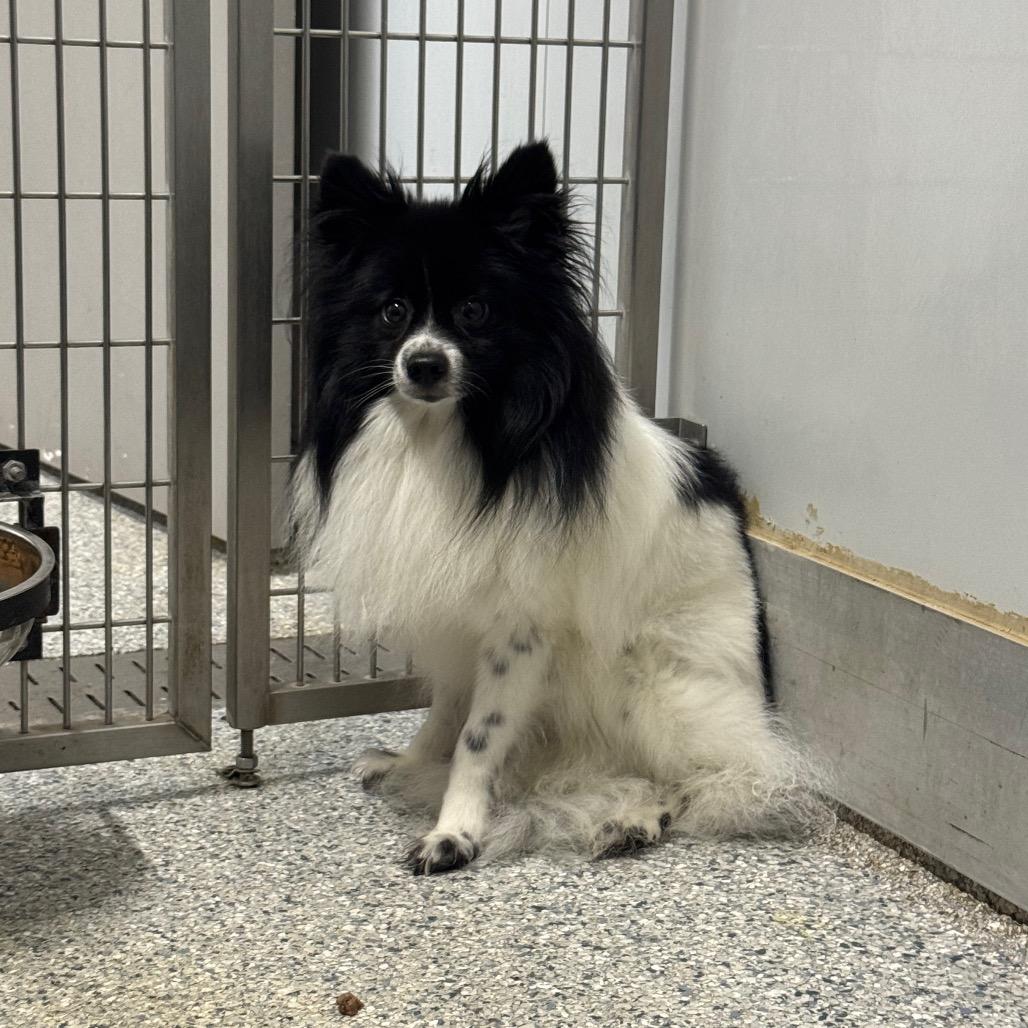 Sebastian, Adoptable, Adult Male Pomeranian.