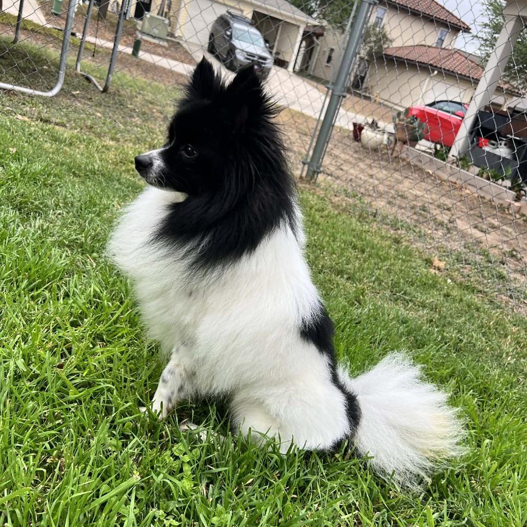 Enlarge Sebastian, a Adoptable Pomeranian in San Antonio, TX image 2/2