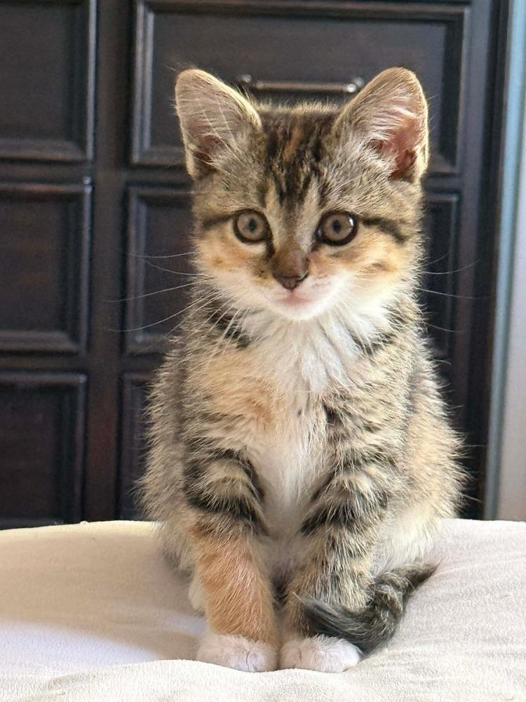 Jupiter, an adopted mixed breed in Evergreen, CO image 4/4