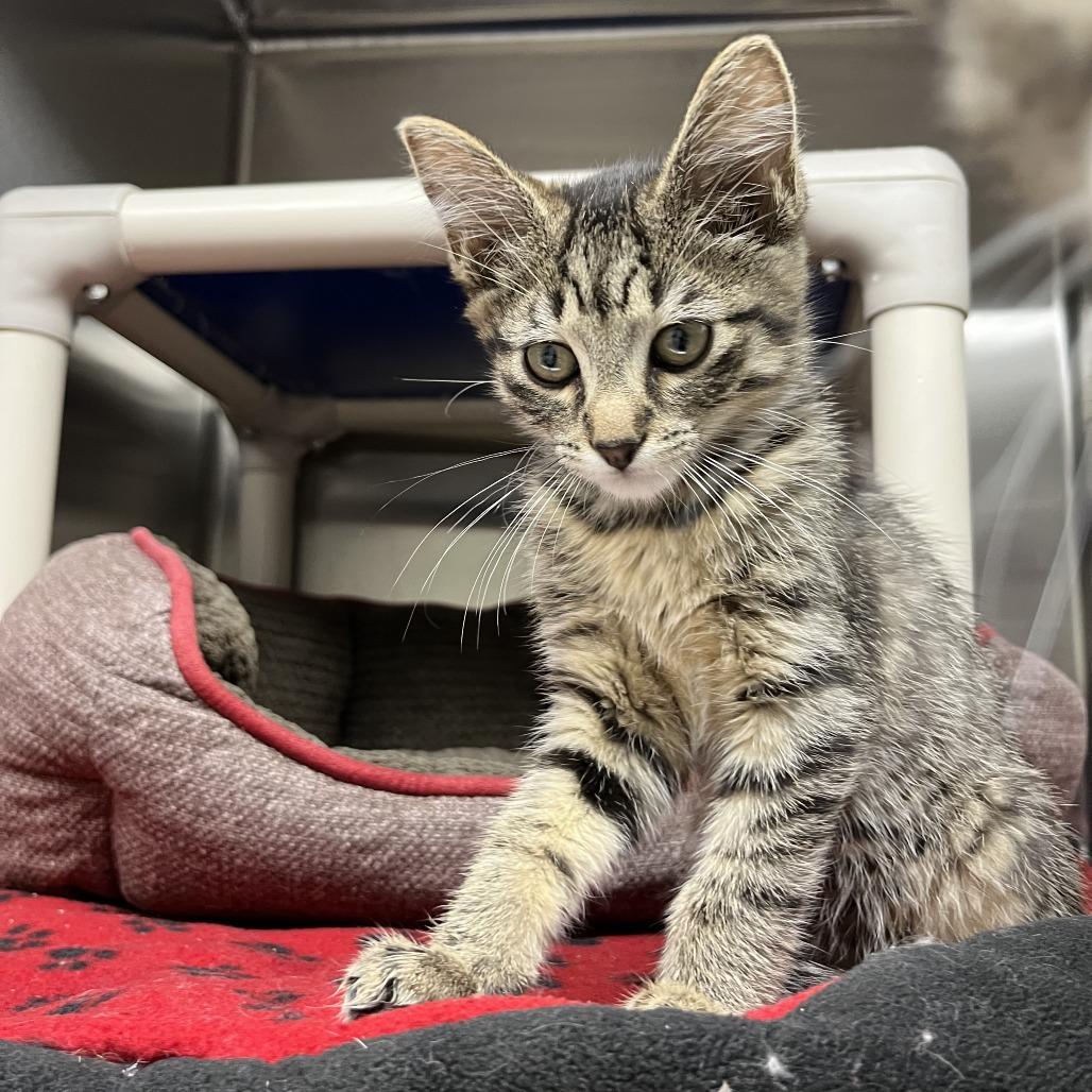 Enlarge Okie, a Adoptable Domestic Short Hair in Detroit Lakes, MN image 1/1