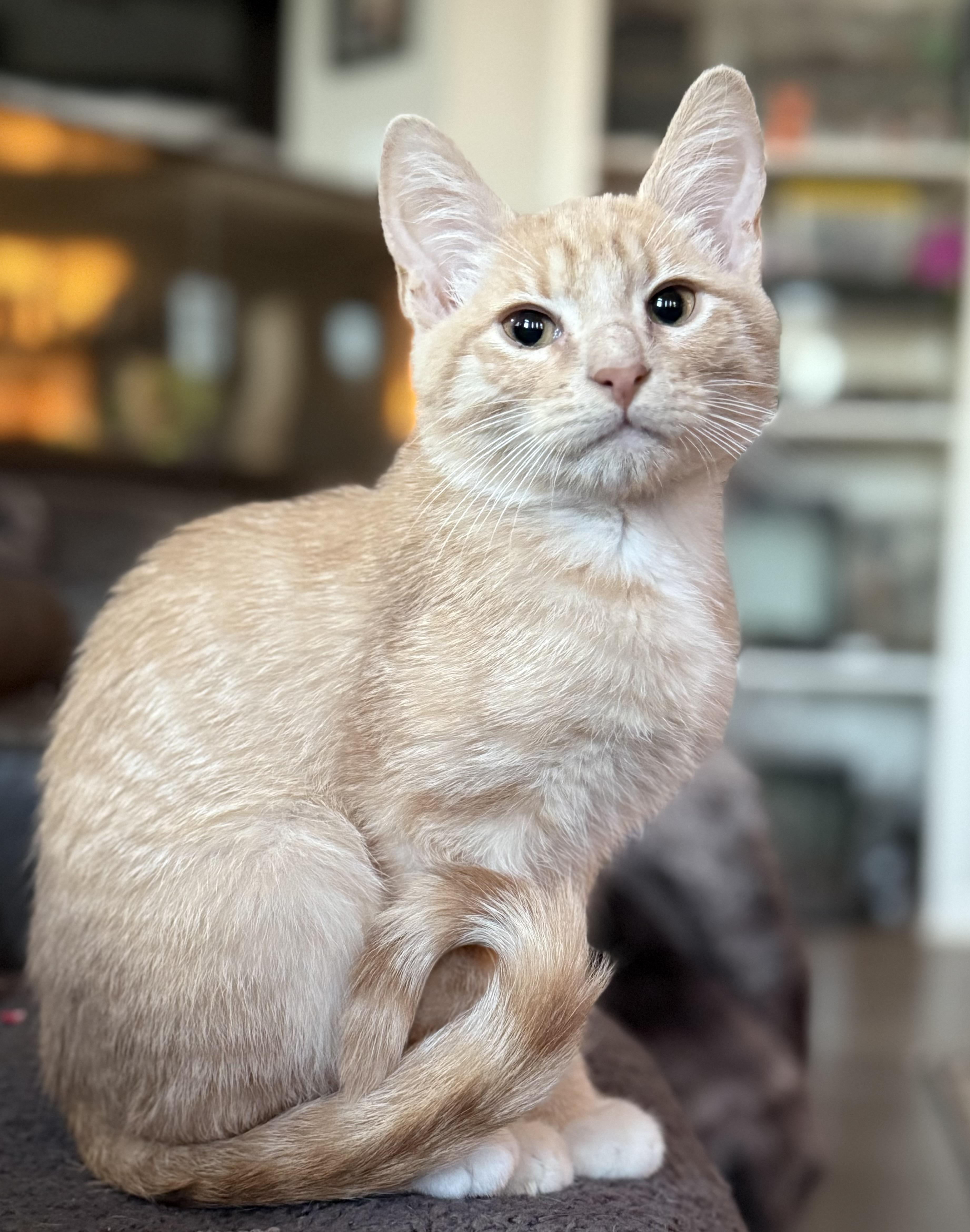 Derpy, ADOPTABLE, Kitten Male Domestic Short Hair.