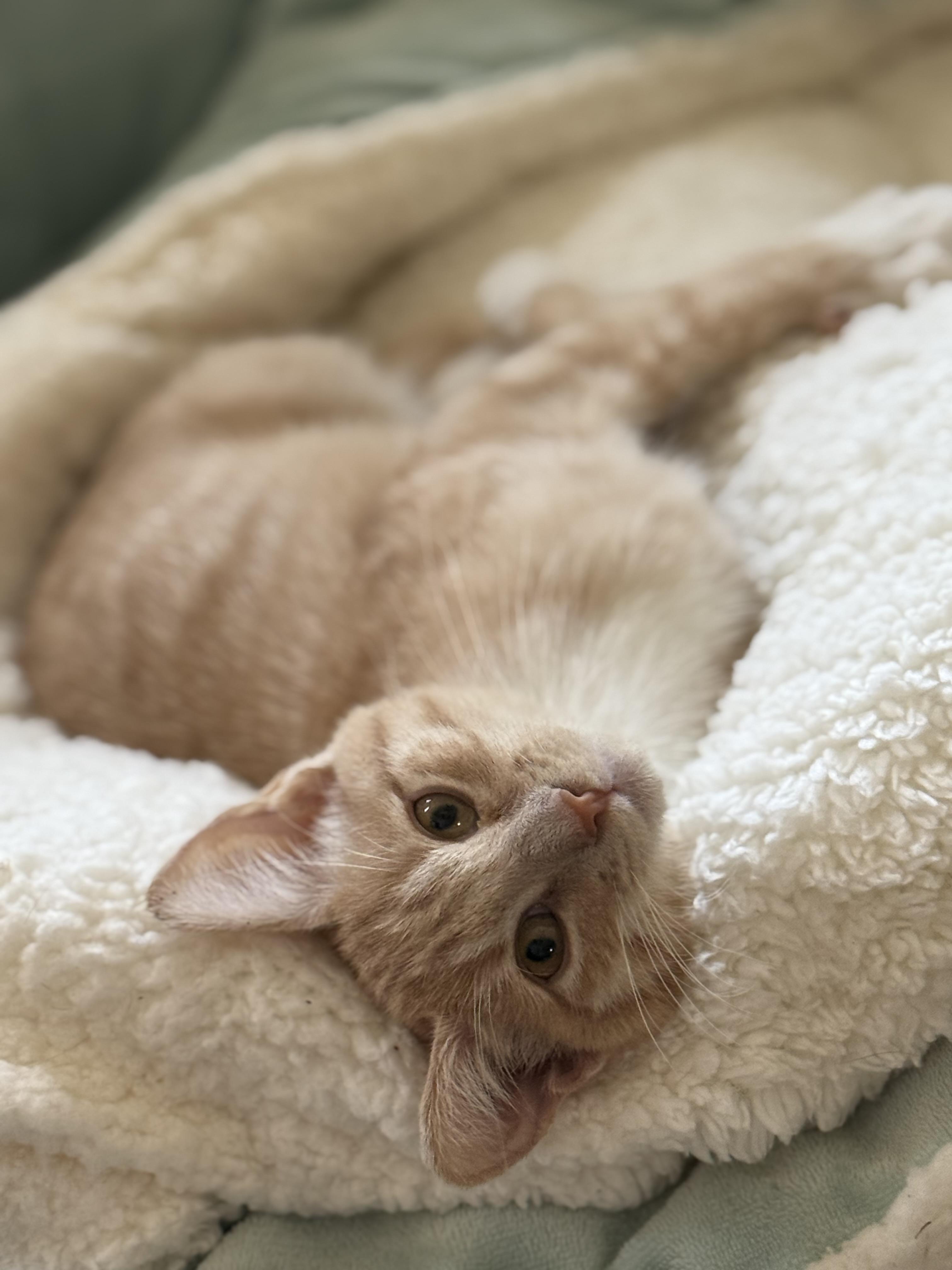 Enlarge Derpy, an adopted Domestic Short Hair in Converse, TX image 3/4