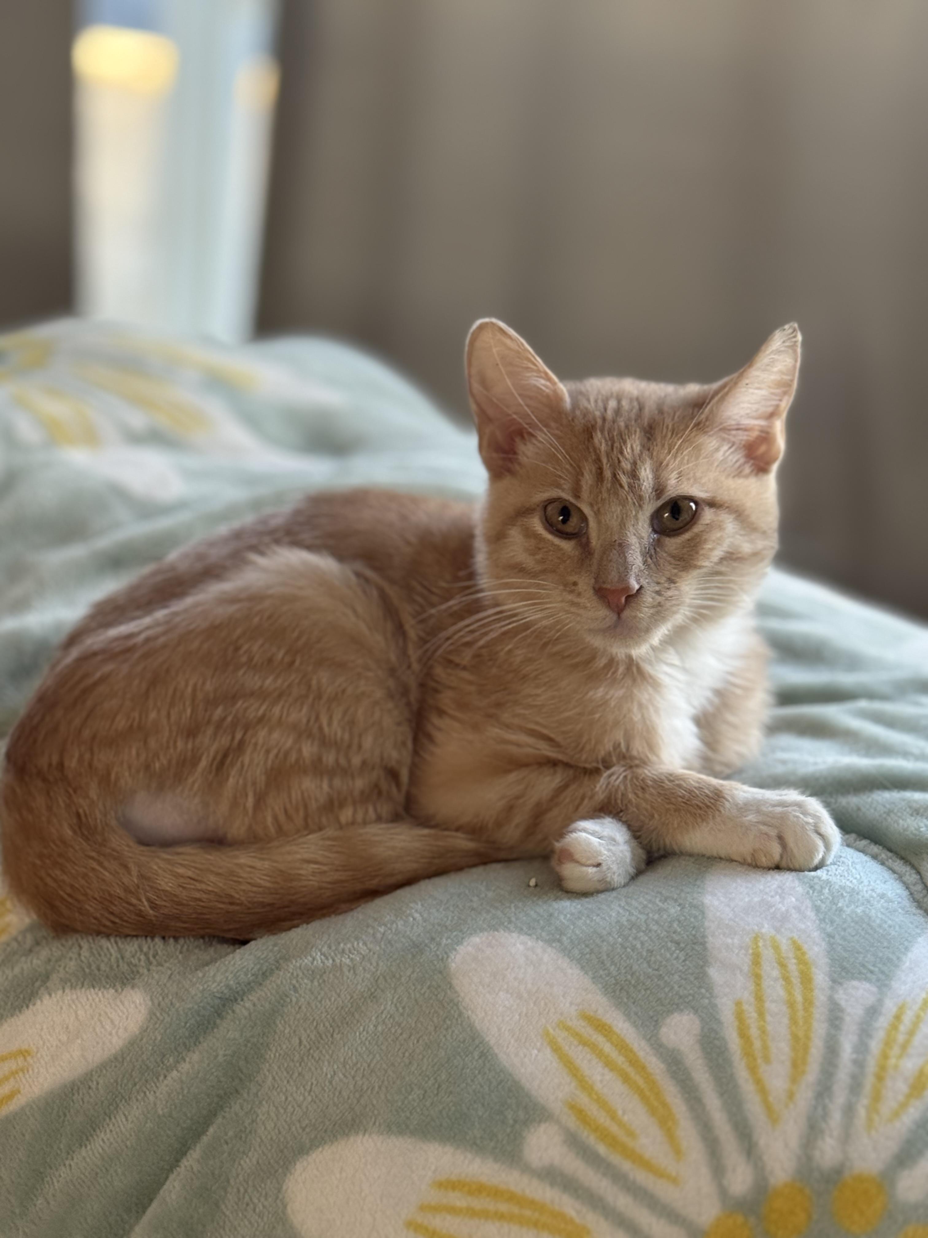 Enlarge Derpy, an adopted Domestic Short Hair in Converse, TX image 4/4