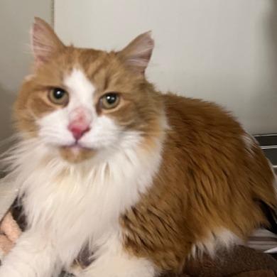 Enlarge Calvin, a Adoptable Domestic Medium Hair in Dover, NH image 1/6