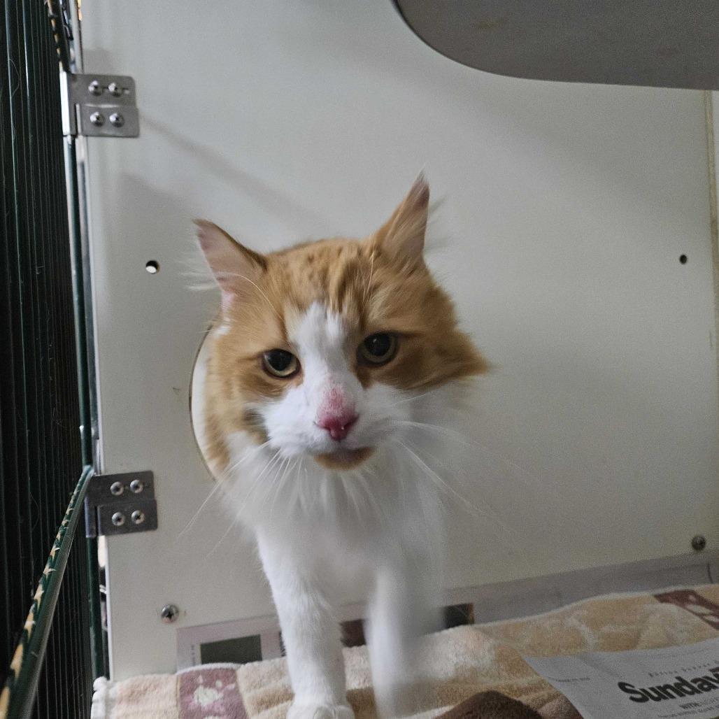 Enlarge Calvin, a Adoptable Domestic Medium Hair in Dover, NH image 2/6
