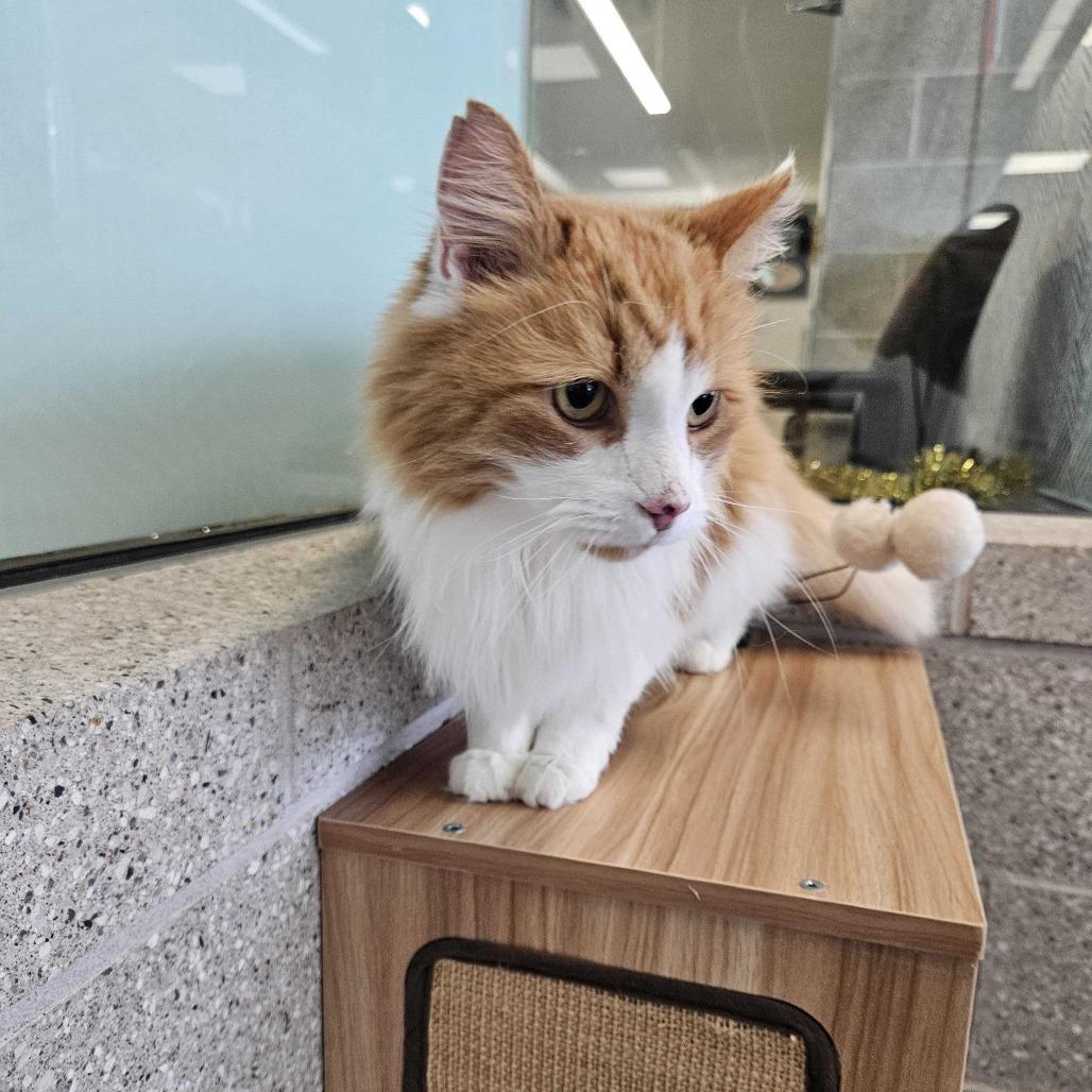 Enlarge Calvin, a Adoptable Domestic Medium Hair in Dover, NH image 3/6