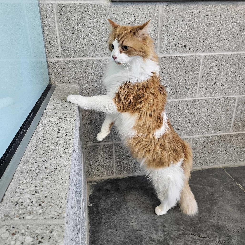 Enlarge Calvin, a Adoptable Domestic Medium Hair in Dover, NH image 5/6