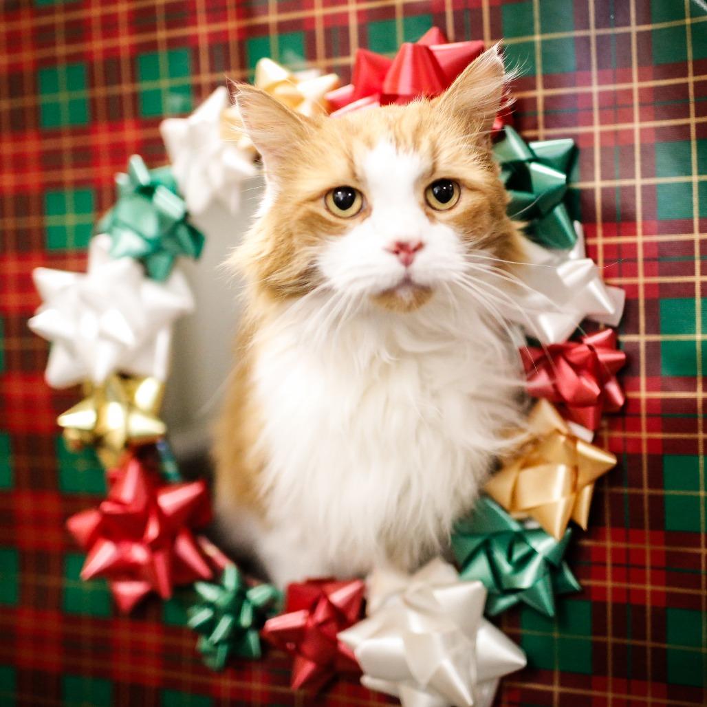 Enlarge Calvin, a Adoptable Domestic Medium Hair in Dover, NH image 6/6